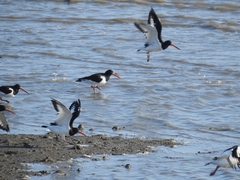 Haematopus ostralegus