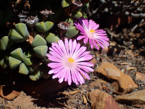 Image of Braunsia apiculata by (c) Mahomed Desai, some rights reserved (CC BY)