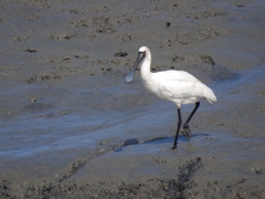 Platalea minor
