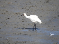 Platalea minor