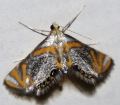 Nymphicula