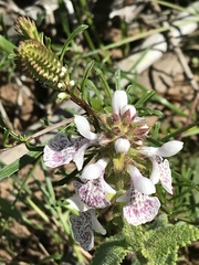 Stachys bolusii