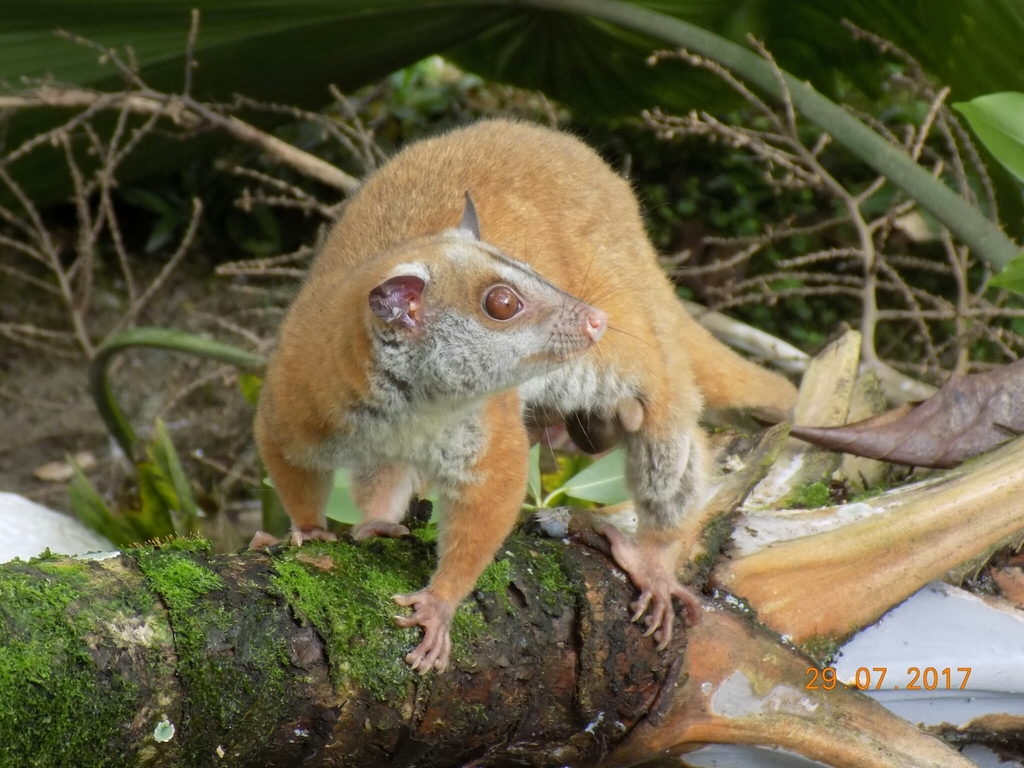 Woolly Opossums