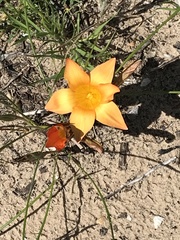 Romulea saldanhensis