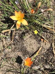 Romulea saldanhensis