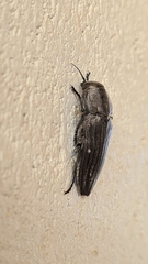Merimna atrata