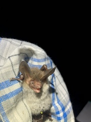 Myotis bechsteinii
