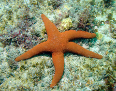 Fromia polypora