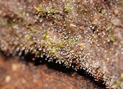 Clastoderma debaryanum