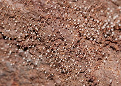 Clastoderma debaryanum