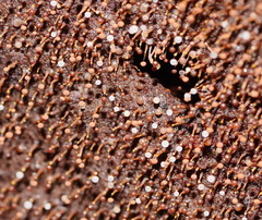 Clastoderma debaryanum