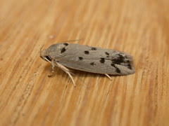 Ericibdela delotis