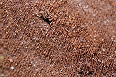 Clastoderma debaryanum