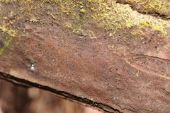 Clastoderma debaryanum