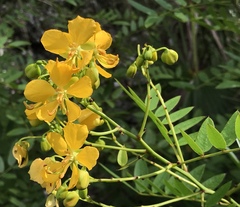 Senna chapmanii