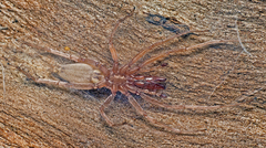 Clubiona cycladata