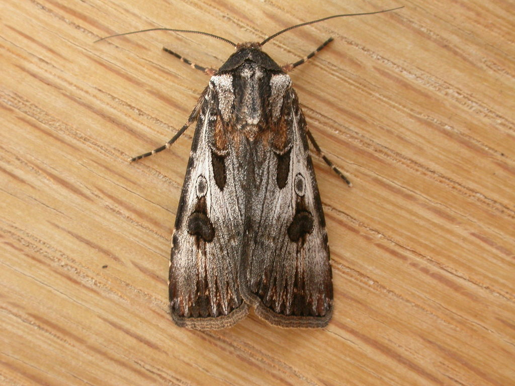 Agrotis