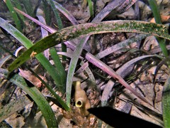 Siphonognathus argyrophanes