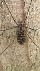 Tipula