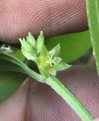 Ditaxis argothamnoides