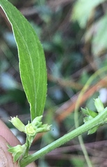 Ditaxis argothamnoides