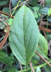 Ditaxis argothamnoides