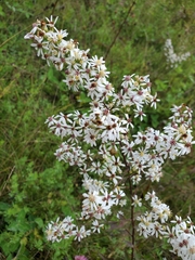 Symphyotrichum urophyllum