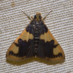 Rehimena phrynealis