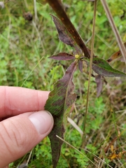 Symphyotrichum urophyllum