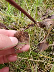 Symphyotrichum urophyllum