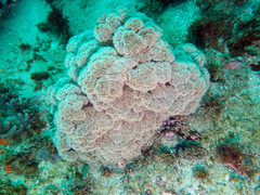 Dendronephthya australis