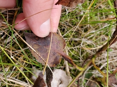 Symphyotrichum urophyllum