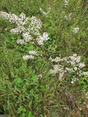 Symphyotrichum urophyllum