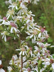 Symphyotrichum urophyllum