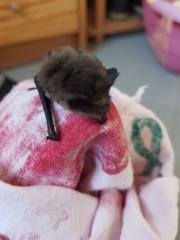 Myotis mystacinus