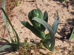 Ferraria divaricata