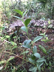 Ditaxis argothamnoides