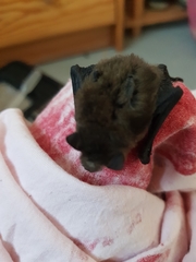 Myotis mystacinus