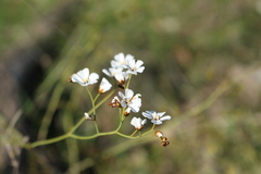 Drosera gigantea