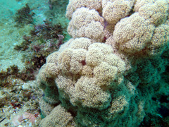 Dendronephthya australis