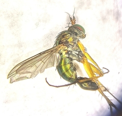 Dolichopus plumipes