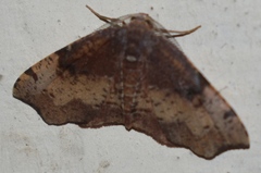 Achrosis rondelaria