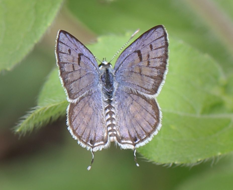 Little Tiger Blue