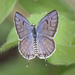 Tarucus balkanica nigra - Photo 由 Shriram Bhakare 所上傳的 (c) Shriram Bhakare，保留部份權利CC BY-NC