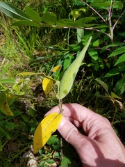 Asclepias ovalifolia