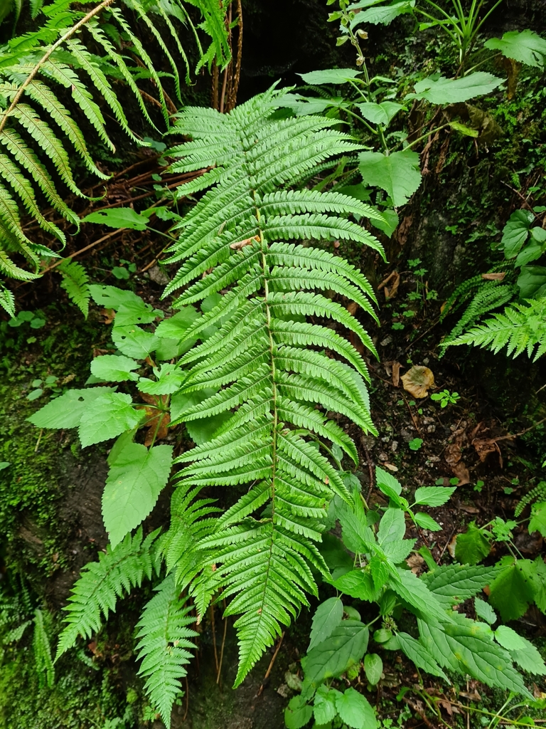 Narrow Male-fern
