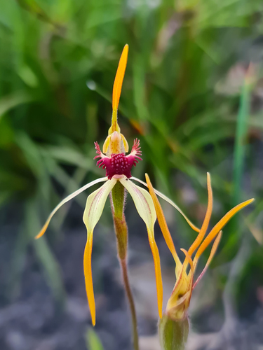 Caladenia longiclavata E.Coleman