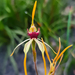 Clubbed Spider Orchid - Photo (c) Cal Wood, some rights reserved (CC BY), uploaded by Cal Wood