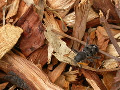 Trogodendron fasciculatum