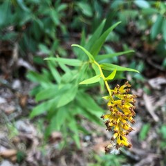 Solidago odora odora